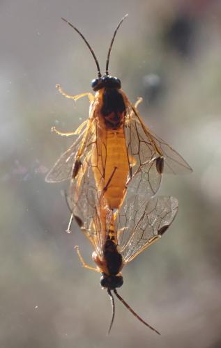 Réf. 292 873 : Euura melanocephala